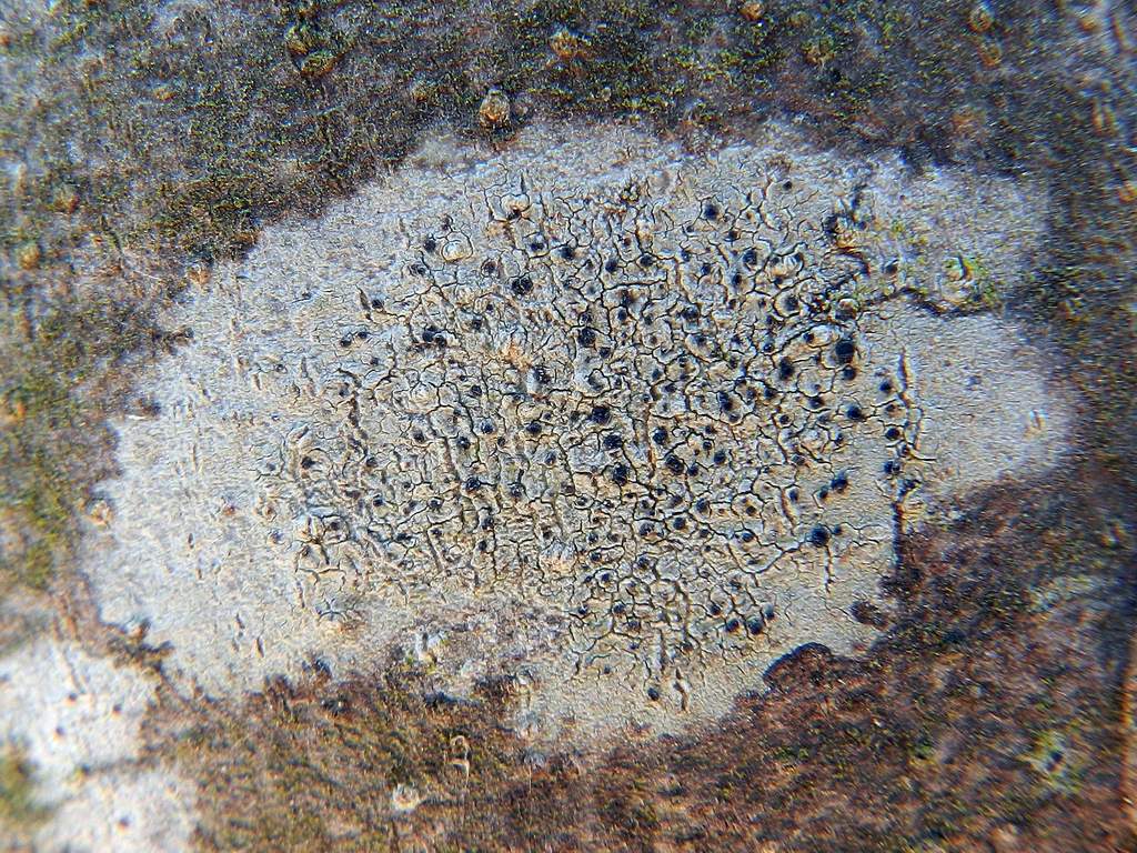 Lichene da identificare